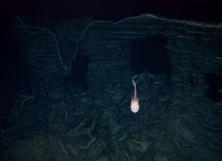 Вулканы в морских глубинах (2003) через торрент скачать Вулканы в морских глубинах (2003) фильм через торрент скачать