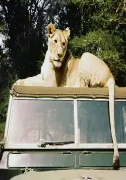 Рожденная свободной (1966) через торрент скачать Рожденная свободной (1966) фильм через торрент скачать