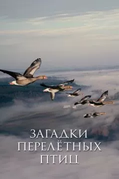 Загадки перелётных птиц / Les routes secrètes des oiseaux migrateurs (2014) фильм скачать через торрент в хорошем качестве