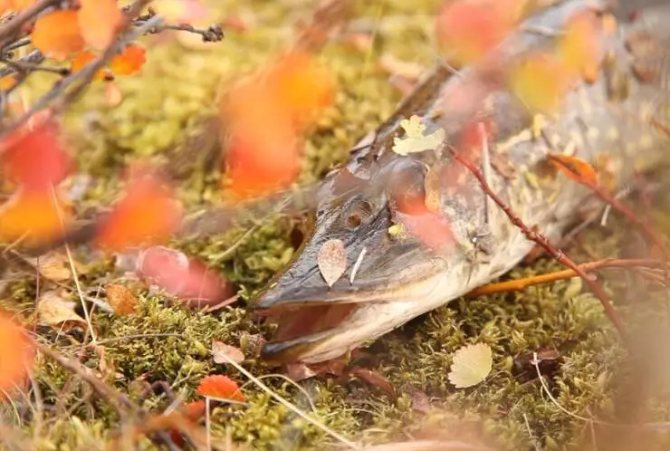 Дыхание тундры (2012) в хорошем качестве через торрент Дыхание тундры (2012) фильм в хорошем качестве через торрент