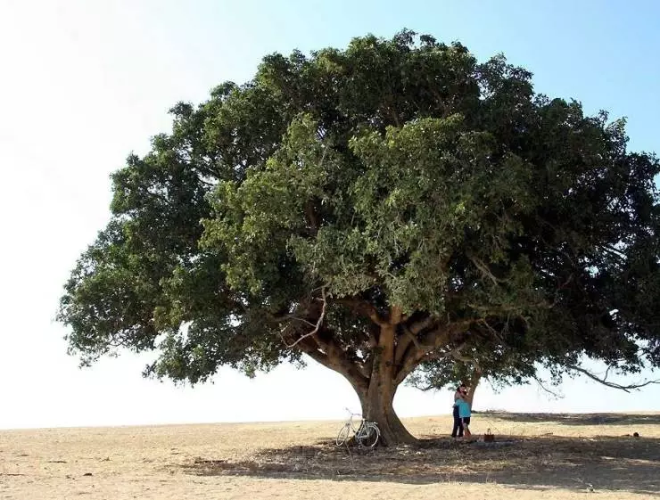 Безумная земля (2006) через торрент бесплатно Безумная земля (2006) фильм через торрент бесплатно