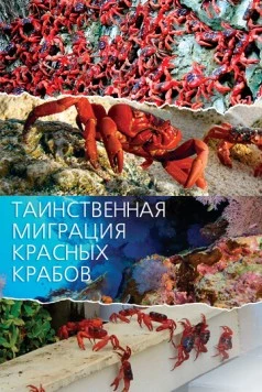 Таинственная миграция красных крабов / Mystery Migration: Red Crabs of Christmas Island (2020) сериал скачать через торрент в хорошем качестве