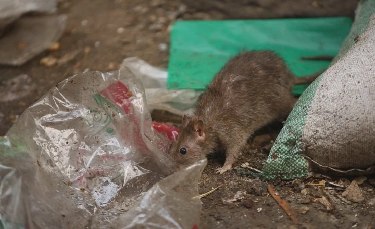 Заббалин, город мусорщиков (2016) в хорошем качестве через торрент Заббалин, город мусорщиков (2016) фильм в хорошем качестве через торрент