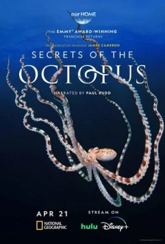 Секреты осьминога / Secrets of the Octopus (2024) фильм скачать через торрент в хорошем качестве