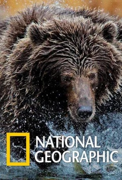 Постер: National Geographic. Империя гризли / Grizzly Empire (2015)