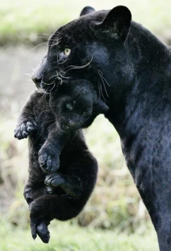 Постер: Настоящая черная пантера / The Real Black Panther (2020)