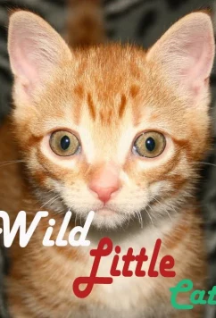Постер: Дикие маленькие кошки / Wild little cats (2017)