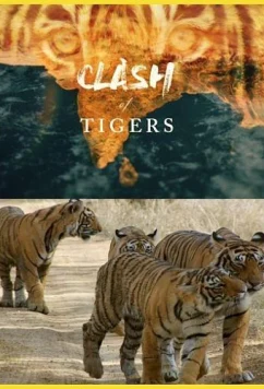 Постер: Схватка тигров / Clash of Tigers (2018)