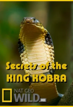 Постер: Загадки королевской кобры / Secrets of the King Cobra (2010)