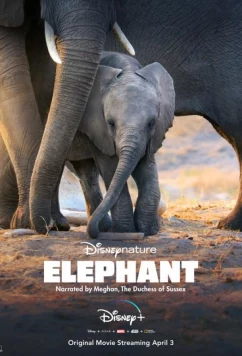 Постер: Слон / Elephant (2020)